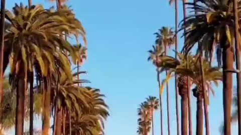 Los Angeles silhouette