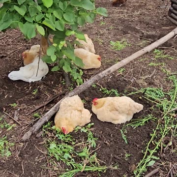 OMC! Lazy Happy Adorable Spoiled Hens Of Egg Laying!