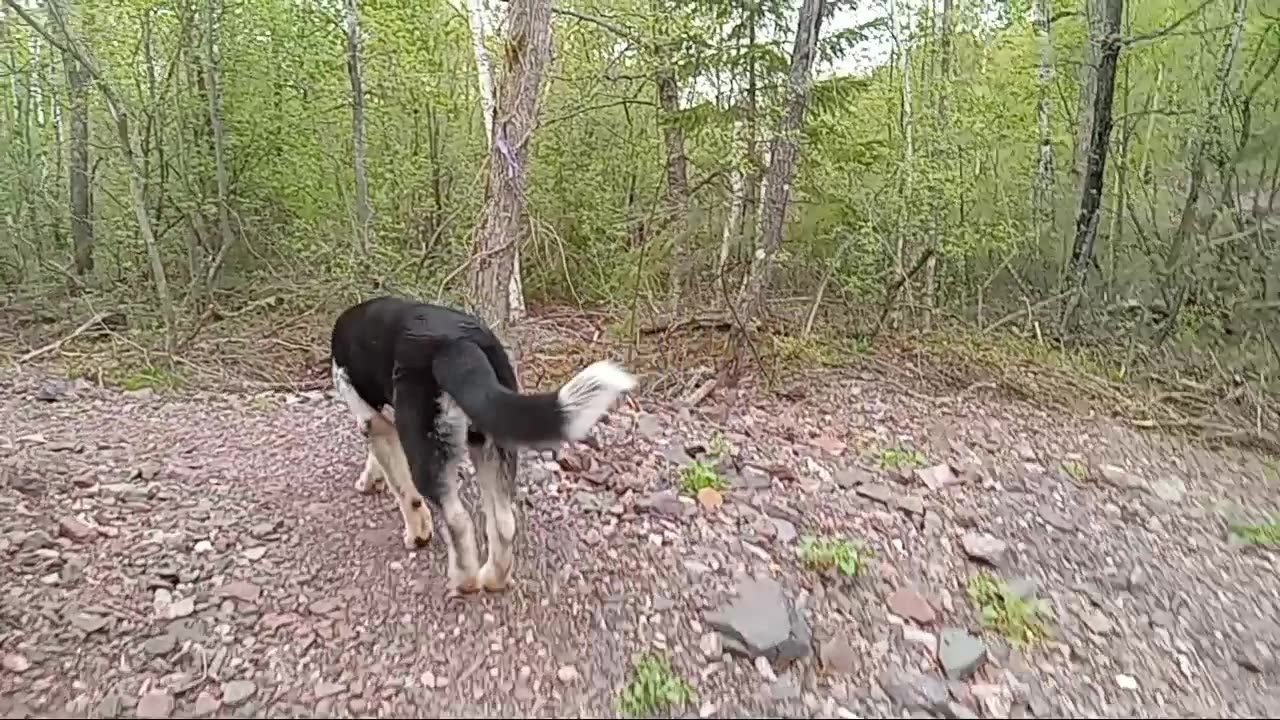 Yooper Puppies on a walk in the woods