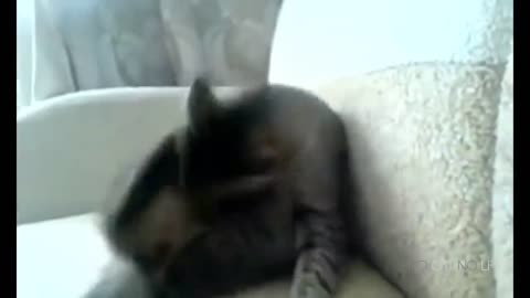 Funny Cats Compilation (Most Popular)