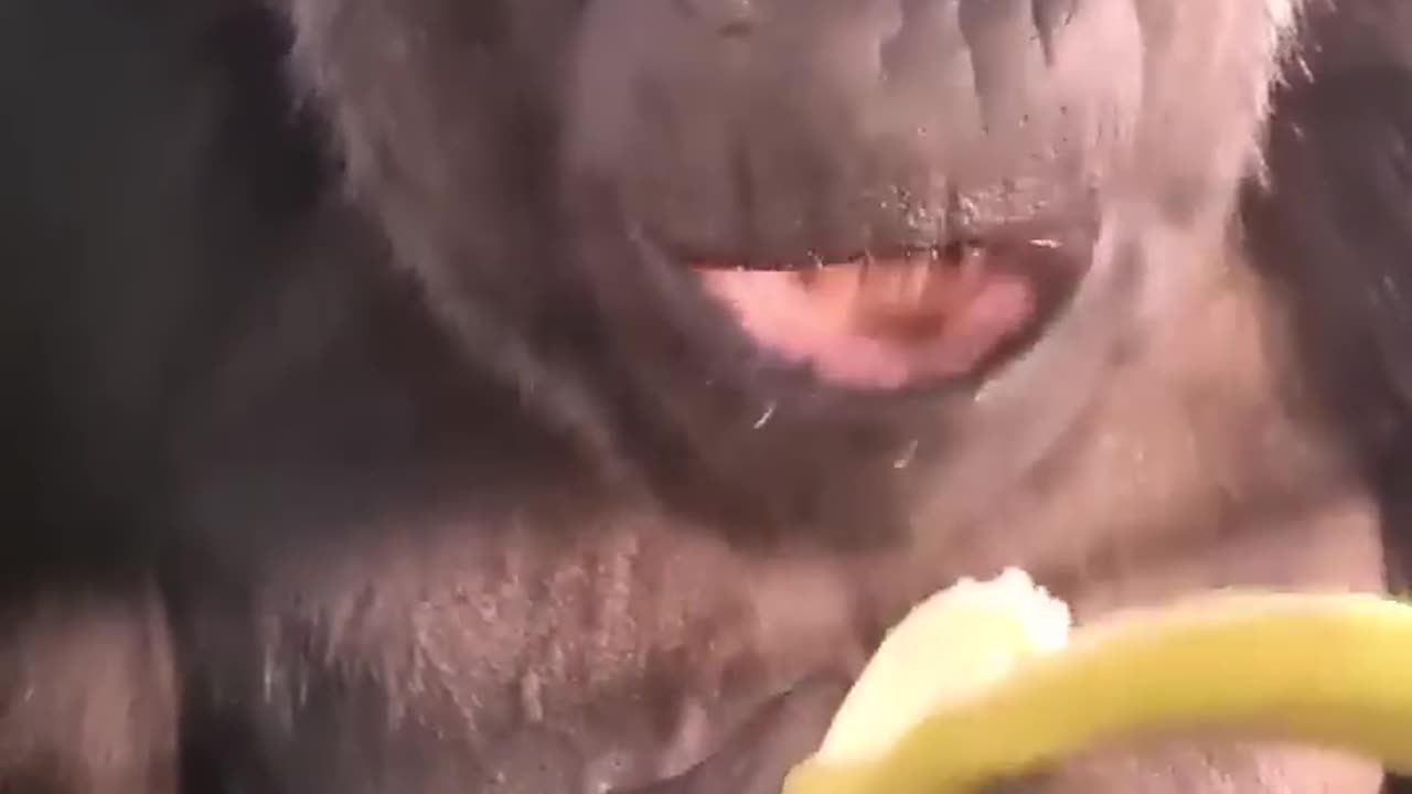 Everyones favourite female is enjoying her bananas! #gorilla #asmr #mukbang #animals