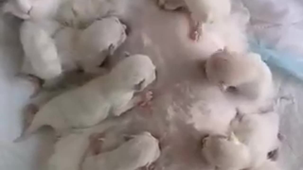 Mother feeding milk her cutest babies | Heart touching ❤️