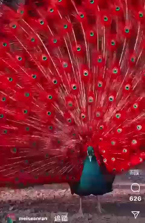 Beautiful red peacock only intelligent God can create
