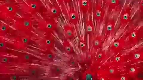 Beautiful red peacock only intelligent God can create