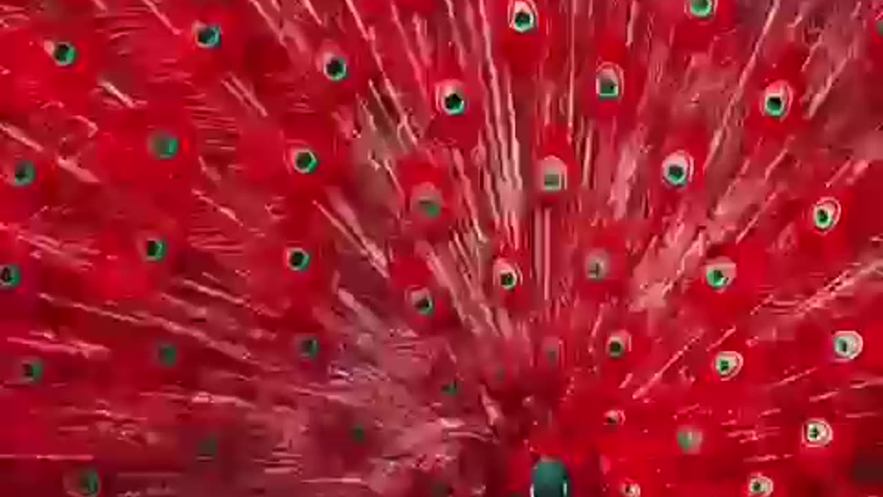 Beautiful red peacock only intelligent God can create