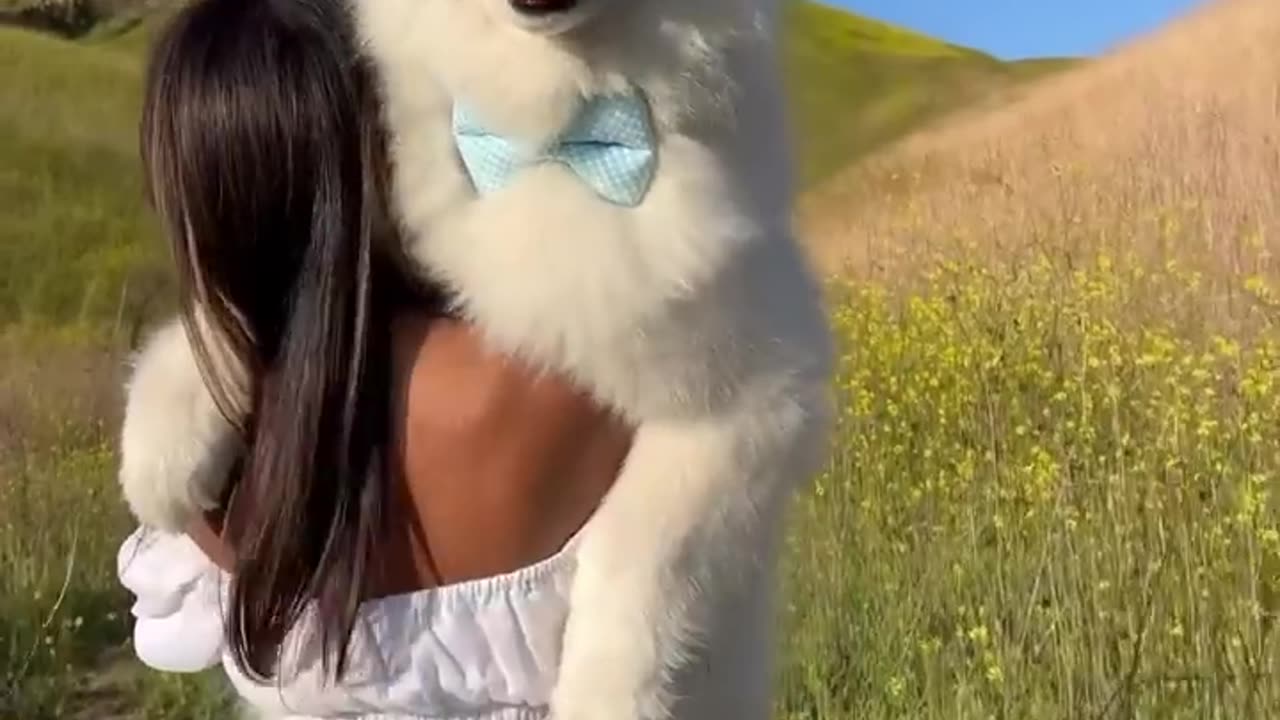 Cute dog status video