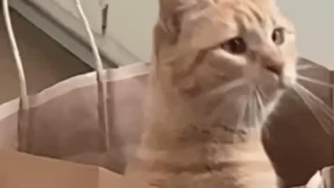 Cute Cat Gif