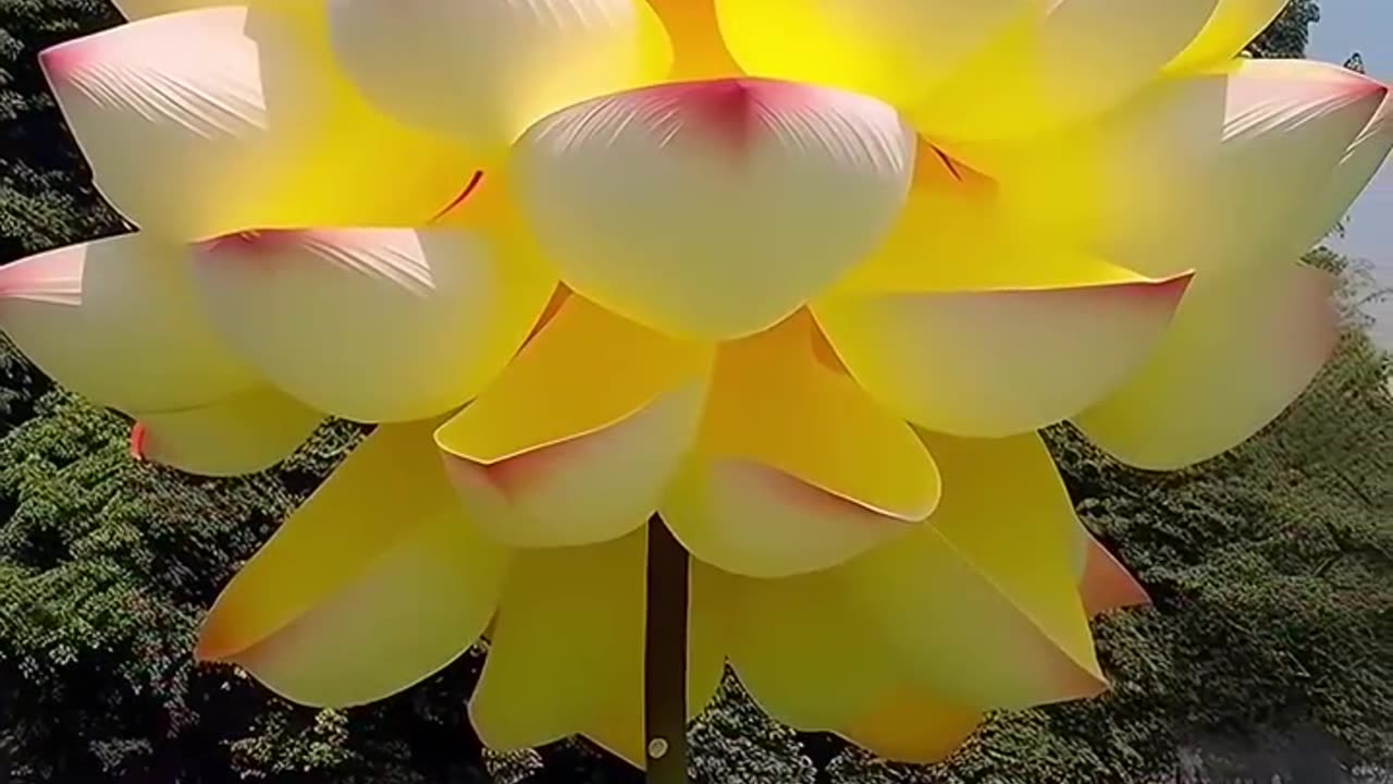 Beautiful Lotus flower #viral #reels #shortfeed #viralreels #viralshort #viralvideo #shortvideo