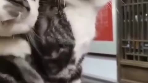 #cat#dog#funnydog#funnycat#commdyvideo#short#fokats