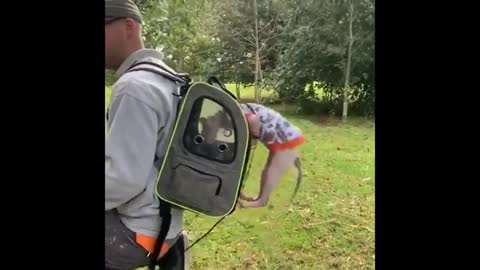 Explorer cat jumps into travel backpack