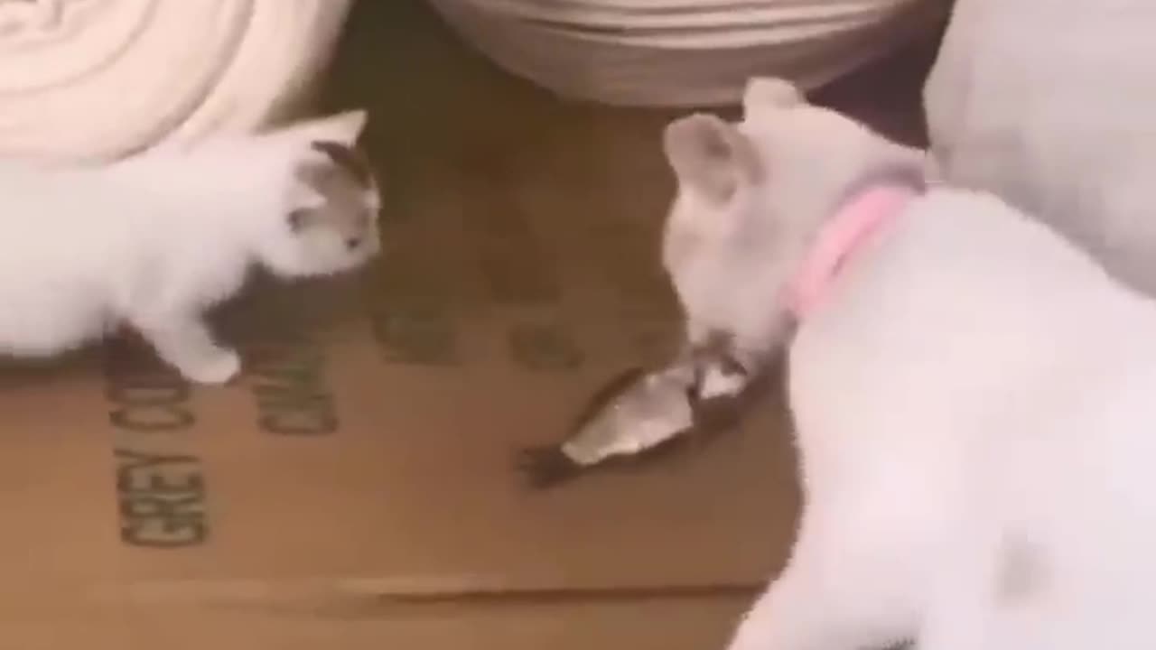 Dogs and cats funny video