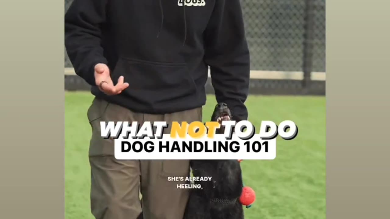 Dog training