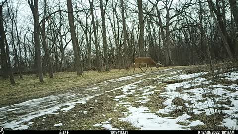 Bucks following 6 doe