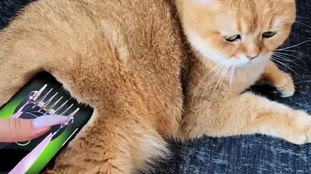 А как вы боретесь с линькой