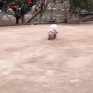 Little poor Shiba 🐶 run & save his life ! Joy Funny Factory