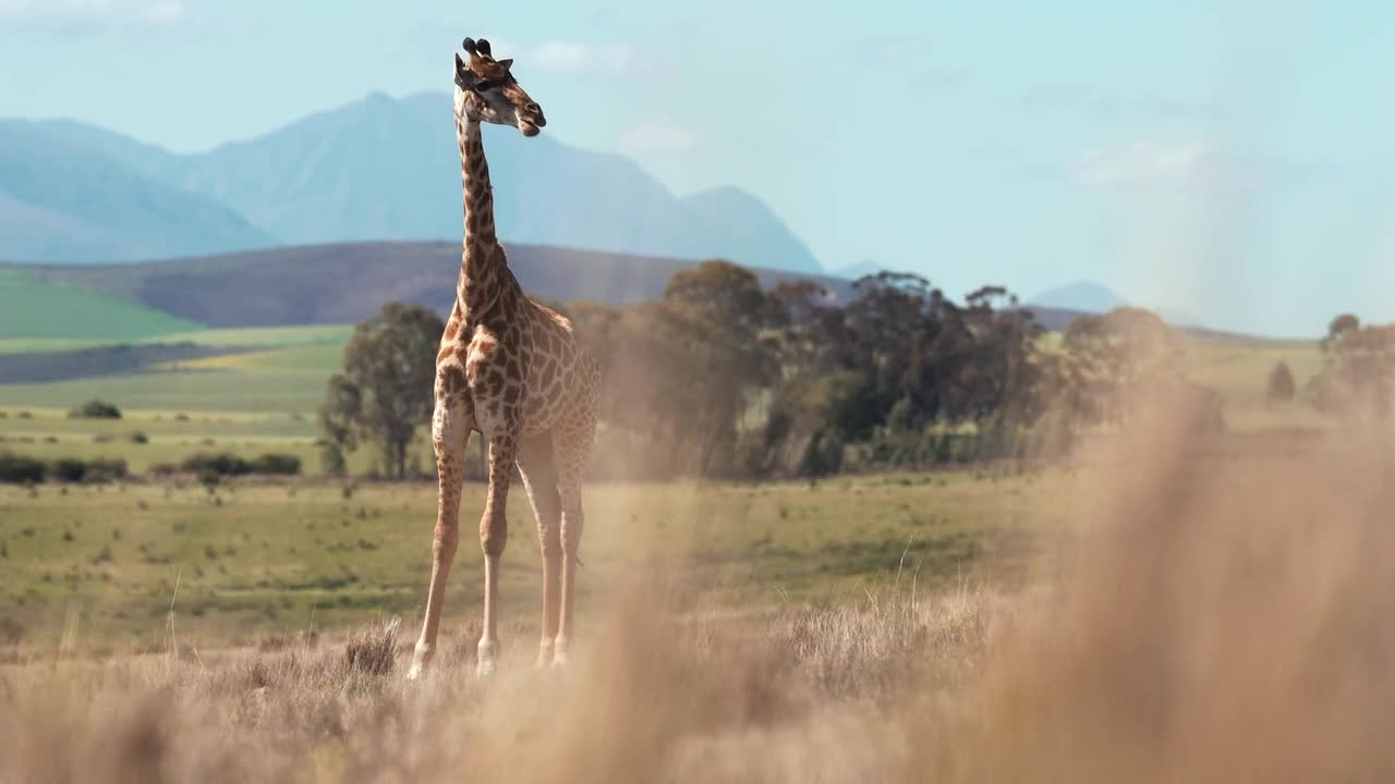 Giraffe alone in a land