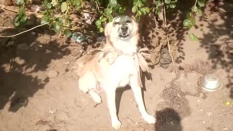 nervous dog