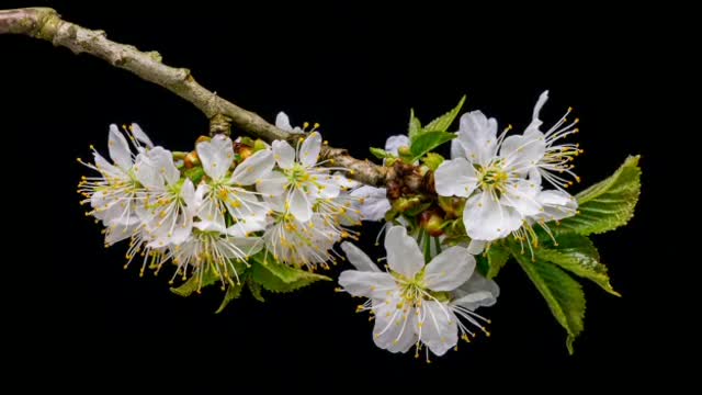 time lapse beautiful flowers bloom before your eyes