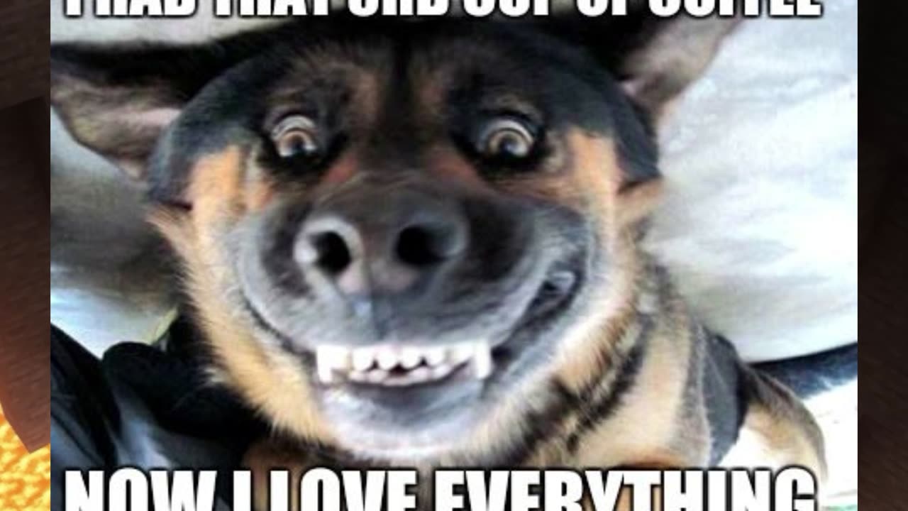 Adorable Pet Memes!