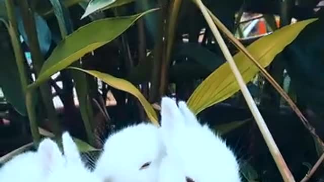 Rabbits Resting On A Pot With A Plant