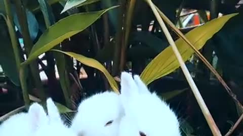 Rabbits Resting On A Pot With A Plant