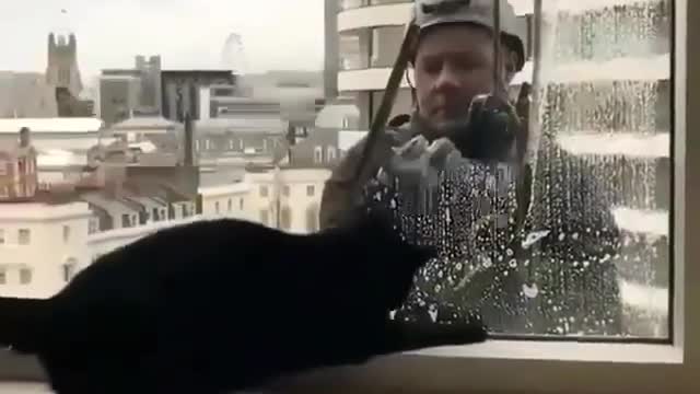 Stupid cat playing with the glass cleaner