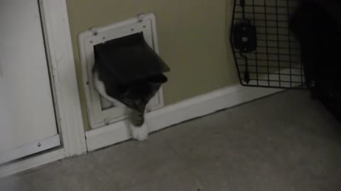 Cat squeezing through cat door