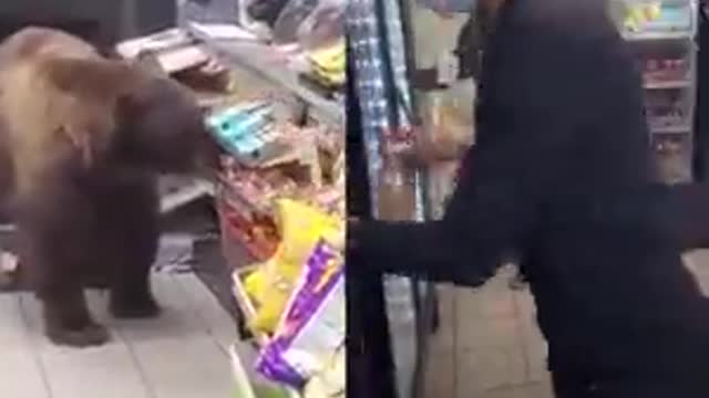 Bear In Store VS Negro In Store. Who is safer and more polite?