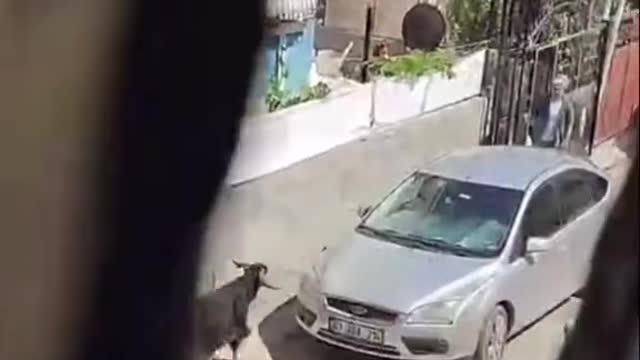 Insane what this goat did… 😮😱