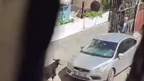 Insane what this goat did… 😮😱