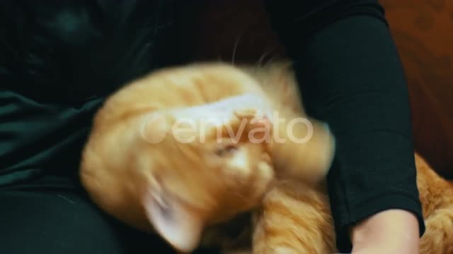 Cat Education