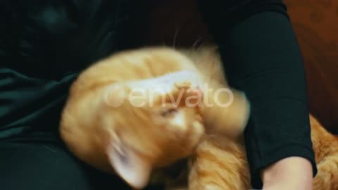 Cat Education