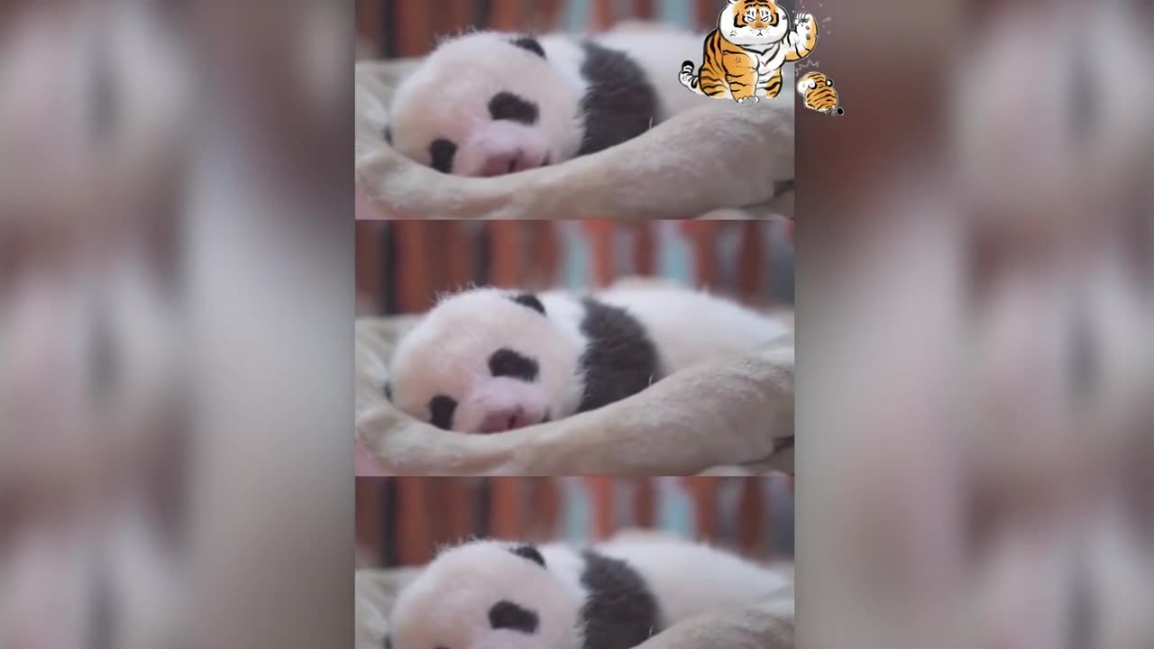 Pandas are SO cute!!! 😻🐶