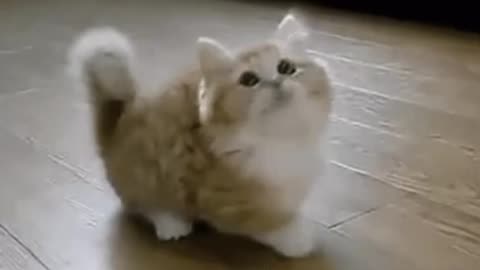 Cute Cat Gif
