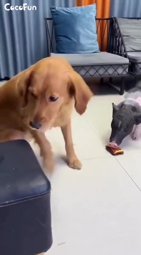 Funny dog and pig frendship 🤣🤣