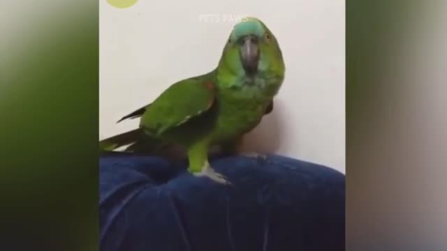 Talking Parrot Parrot # 19