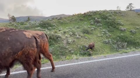 Yellowstone National Park Bisons Crossing