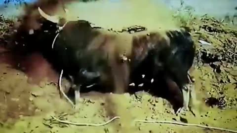 try not to laugh .dog. goat. Crazy geese and cow . funniest animal