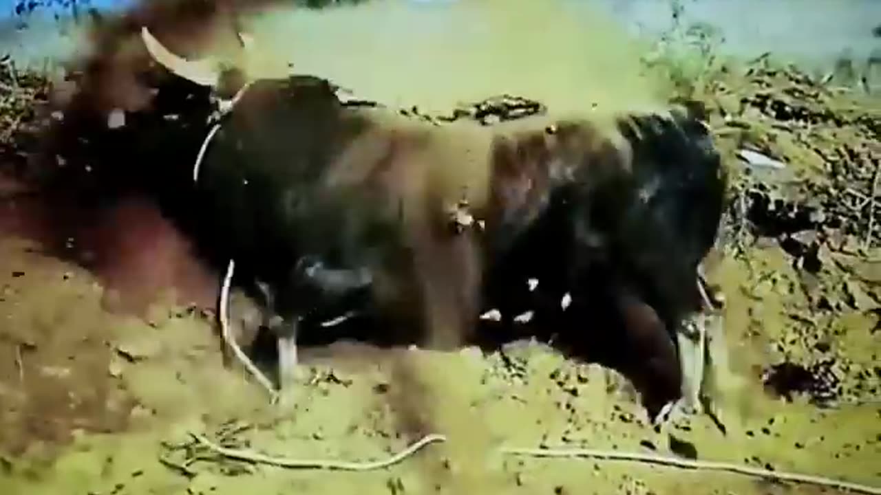 try not to laugh .dog. goat. Crazy geese and cow . funniest animal