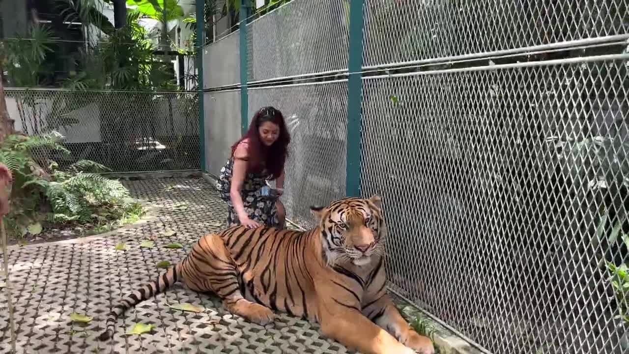 Inside Tiger Park | Pattaya | Thailand Series | Episode 1