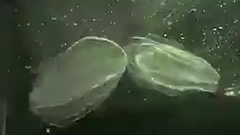 Comb Jellyfish Eating Another Comb Jellyfish