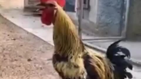 Rooster longest exhale