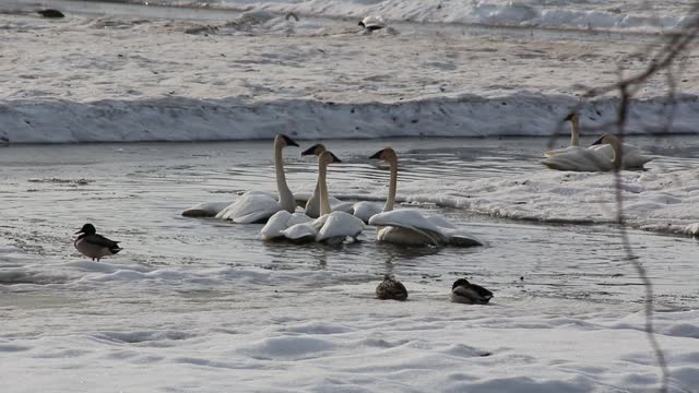 Trumpet Swans in Fairbanks, Alaska in April