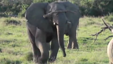 the wild animal battle
