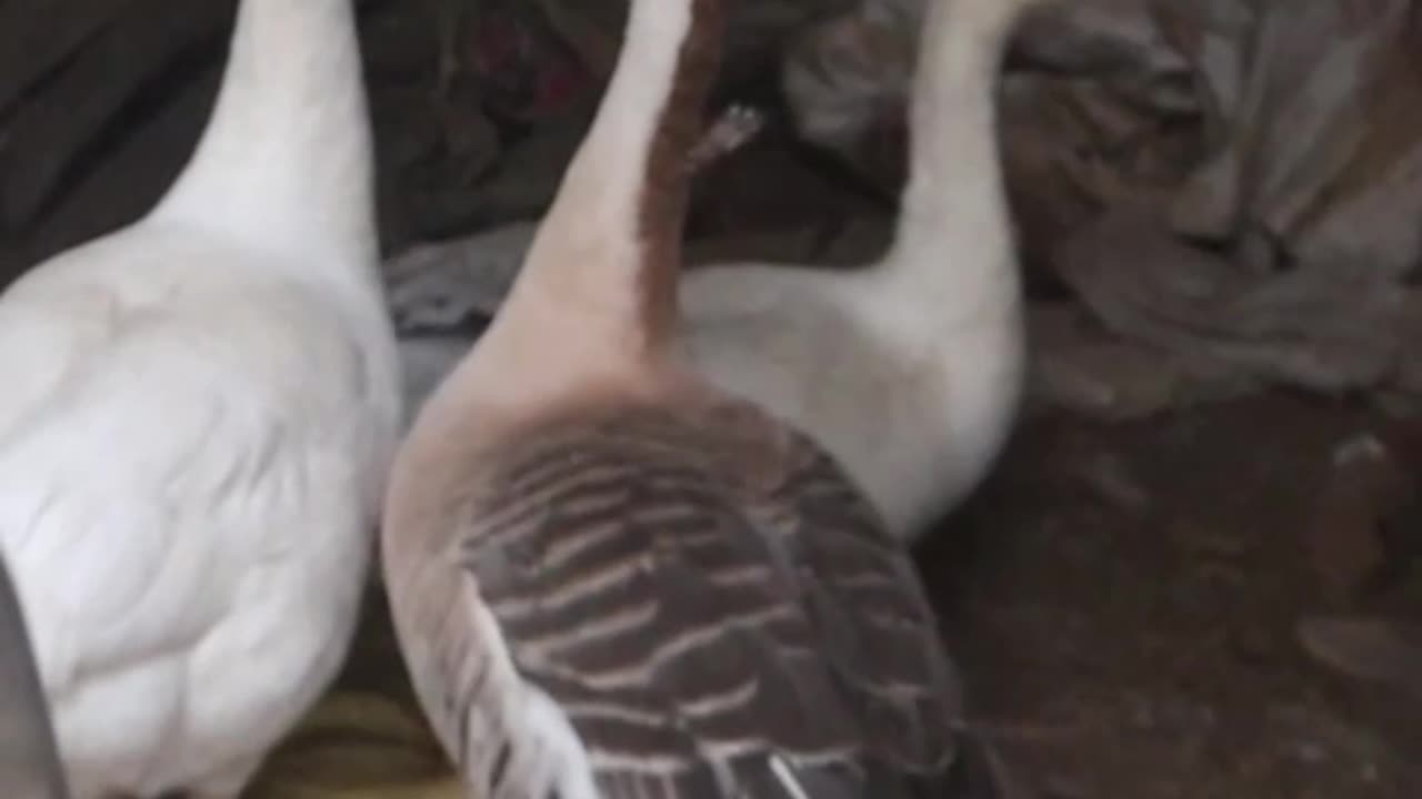 Ducks