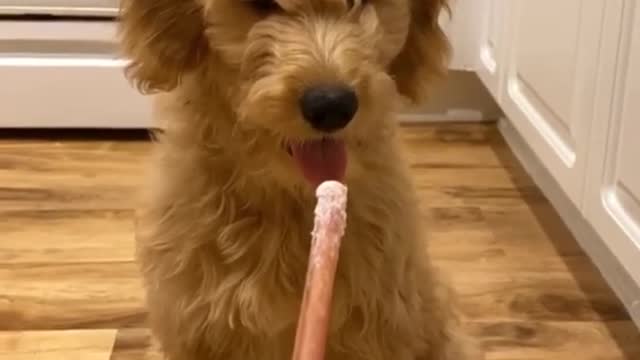 Dog is unhappy because of diet food.