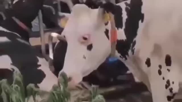 Crazy Cow