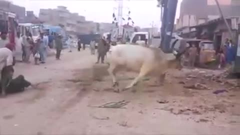 dangerous cow