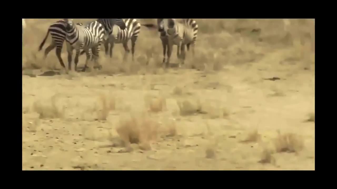 Lion vs Zebra Real fight