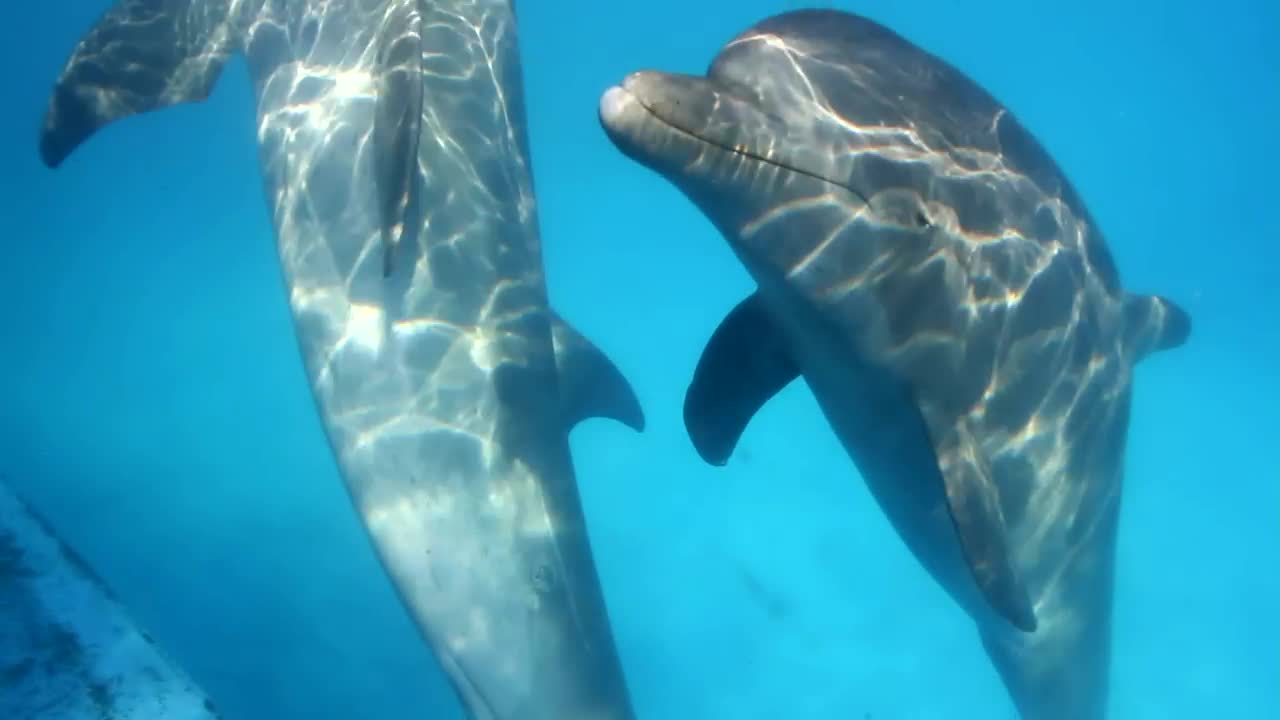 Underwater Dolphins